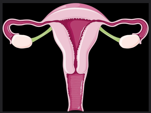 Diagram of female reproductive organs (Uterus)