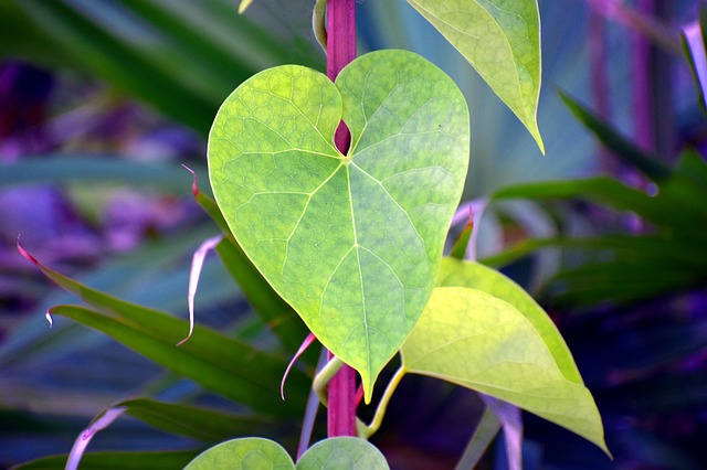 Giloy leaves