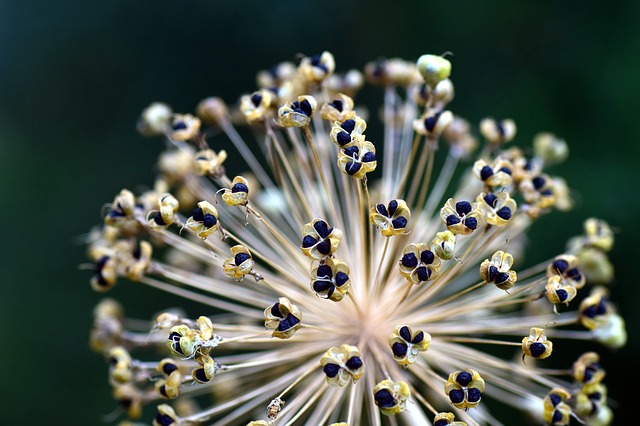 Onion Black seeds