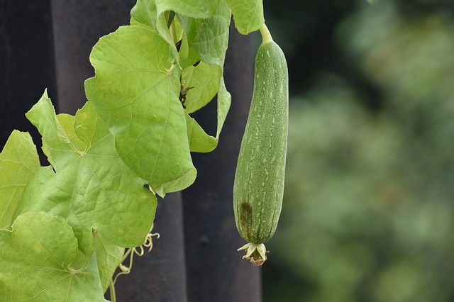 Ridge gourd